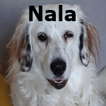 nala.png